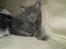 Maine Coon Buller R.I.P mors baby