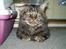 Maine Coon Sylvester
