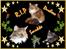 Maine Coon Duchess R.I.P min skat