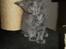 Maine Coon Buller R.I.P mors baby