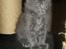 Maine Coon Buller R.I.P mors baby