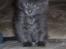 Maine Coon Buller R.I.P mors baby