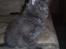 Maine Coon Buller R.I.P mors baby