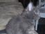 Maine Coon Buller R.I.P mors baby