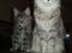 Maine Coon Jabba R.I.P mor´s baby