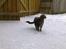 Blanding af racer Nala