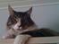 Maine Coon Simba