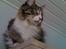 Maine Coon Simba