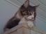 Maine Coon Simba