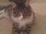 Maine Coon Simba