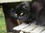 Maine Coon Mille