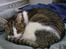 Huskat Klo R.I.P <3 - Min lille dejlige kat...
