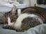 Huskat Klo R.I.P <3 - Jeg sover :)