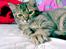 Blanding af racer Kitty {Efterlyst}
