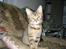 Blanding af racer Kitty {Efterlyst}