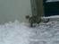 Blanding af racer RAJA ## DØD ##