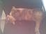 Blanding af racer RAJA ## DØD ##