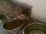 Blanding af racer RAJA ## DØD ##