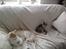 Maine Coon Bella - ligger lige og hygger med brormand 