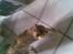 Blanding af racer RAJA ## DØD ##