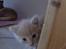 Huskat Frede R.I.P