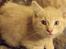 Huskat Frede R.I.P