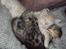 Huskat Frede R.I.P
