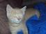 Huskat Frede R.I.P
