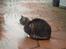 Huskat Jerry *RIP* <3 