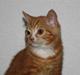 Blanding af racer Kitcat *solgt*