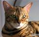 Bengal Nima/ Malle