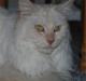 Maine Coon Mizzi - R.I.P
