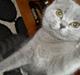 British Shorthair Gucci R.I.P 