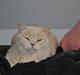 British Shorthair Pasht's Coco