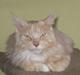 Maine Coon Gisi of diamoonds dreams