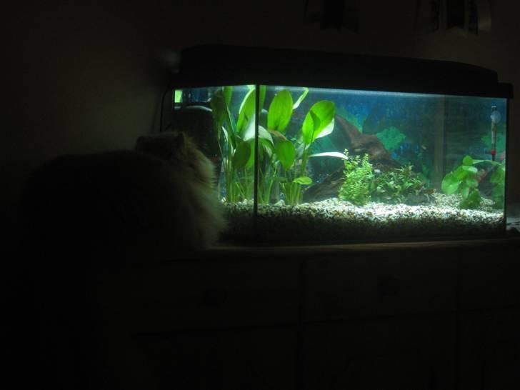 Perser bell billede 10