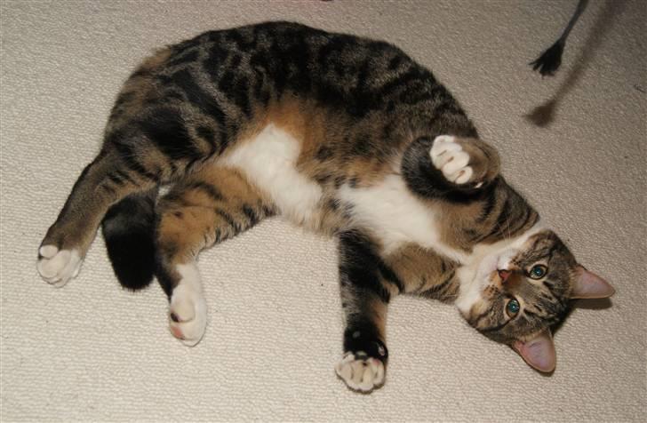 Blanding af racer Mack - 05/02-2010 billede 18