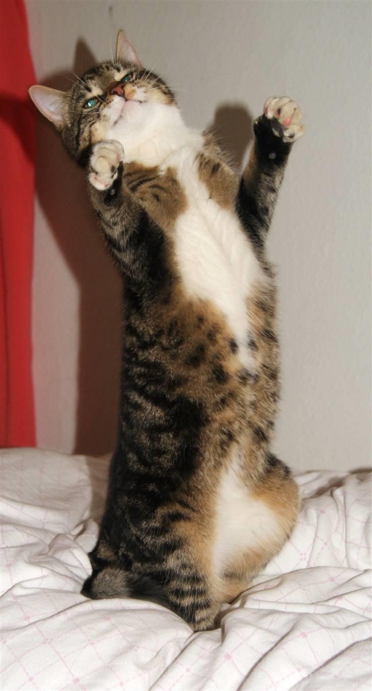 Blanding af racer Mack - står på 2 ben :D 05/02-2010 billede 19