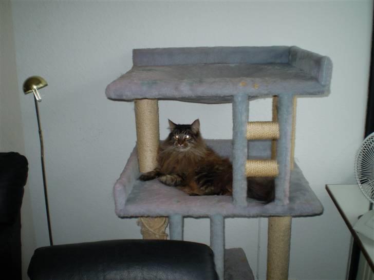 Maine Coon Gizze billede 4