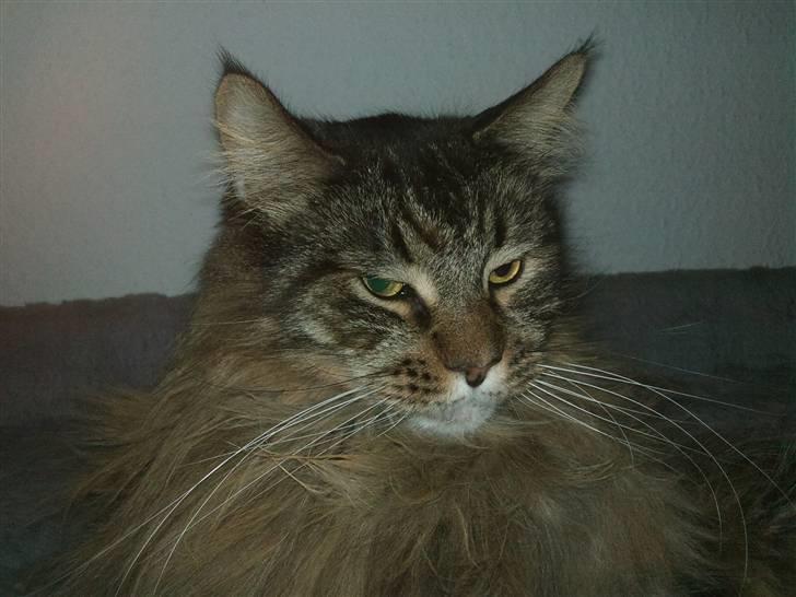 Maine Coon Gizze billede 5