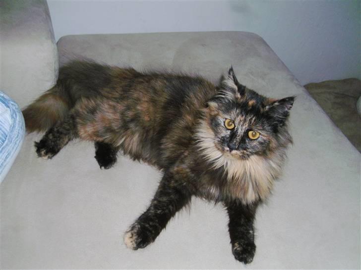 Blanding af racer camille(nu min mors) billede 6