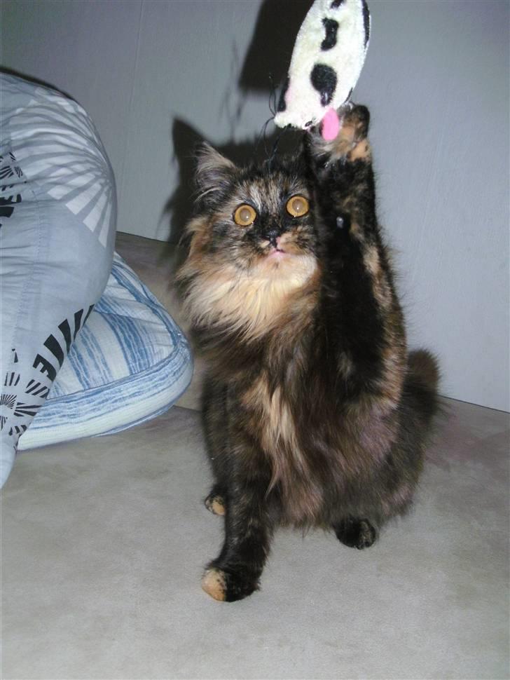 Blanding af racer camille(nu min mors) billede 7