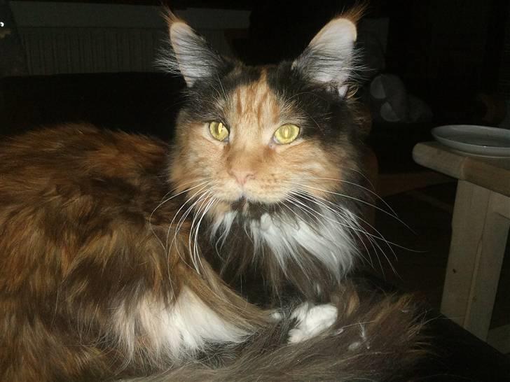 Maine Coon Destiny billede 6