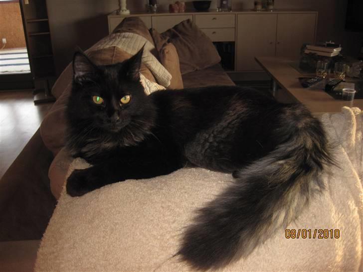 Blanding af racer Matrosen billede 10