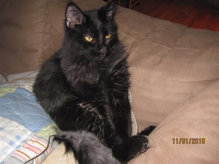 Blanding af racer Matrosen billede 11