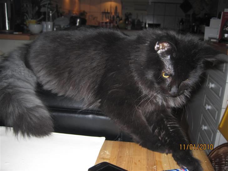 Blanding af racer Matrosen billede 12