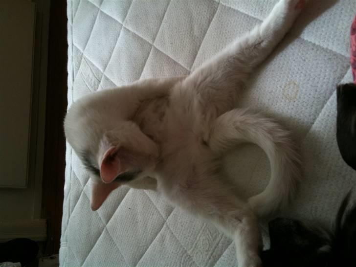 Huskat Nikki - Hun sidder tit op og vasker sig:o) billede 1