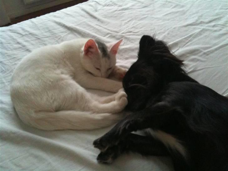 Huskat Nikki - Putter med Fendi:) billede 2