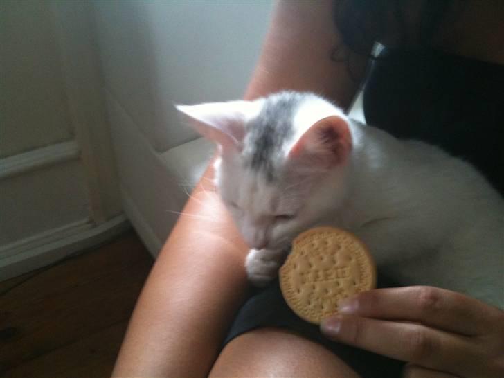 Huskat Nikki - Uhmm... en kiks! billede 3