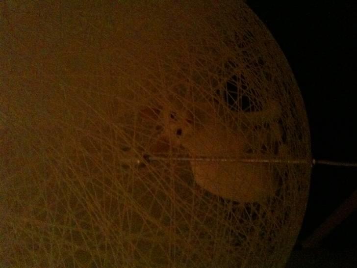 Huskat Nikki - Hun fandt ind i lampen, men ku ik finde ud?:o) billede 4